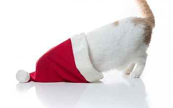 Christmas cat, kitten, sweet, kitty, cats, cute, cat, beautiful, paws, sleeping, beauty, cat face, pretty, animals, face, lovely, hat HD wallpaper