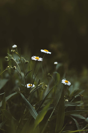 Flowers, Grass, Camomile, Chamomile, Wildflowers HD phone wallpaper