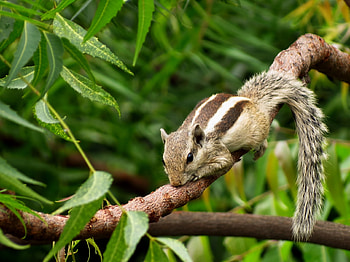 Animals, Lies, Branches, Rodent, Chipmunk HD wallpaper