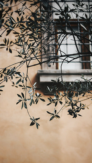 Leaves, Macro, Branch, Wall, Window, Lattice, Trellis HD phone wallpaper
