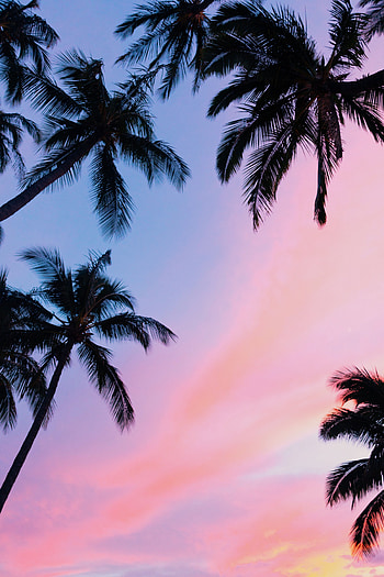 Nature, Sunset, Sky, Palms, Branches, Bottom View HD phone wallpaper