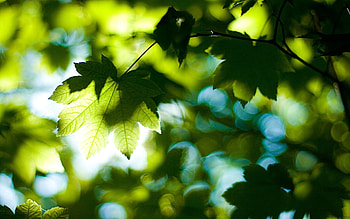 Nature, Leaves, Shine, Light, Wood, Tree, Branches, Branch, Maple HD wallpaper