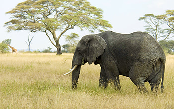 Animals, Nature, Trees, Grass, Savanna, Elephant HD wallpaper