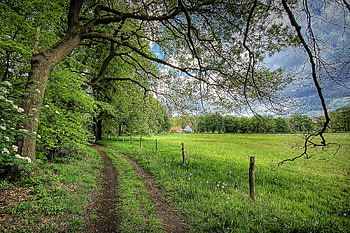 Country Road, field, fence, trees, nature, road, country HD wallpaper