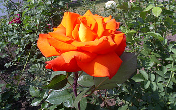 Plants, Flowers, Roses HD wallpaper