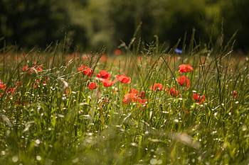 Flowers, Grass, Poppy HD wallpaper