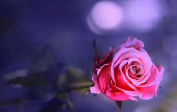..Softness Beautiful.., sweet, beloved valentines, plants, graphy, roses, colors, beautiful, lovely still life, creative pre-made, love four seasons, pink, cool, nature, flowers, lovely HD wallpaper