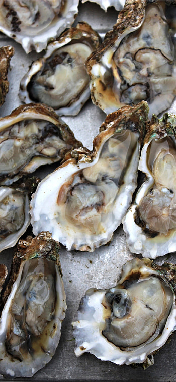 Clams , quality, Mobile aesthetics, Exquisite marine life HD phone wallpaper