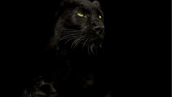 Cats animals black panther HD wallpaper