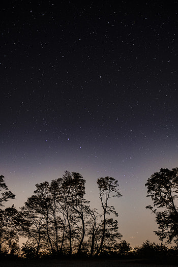 Nature, Trees, Sky, Night, Starry Sky, Branches HD phone wallpaper