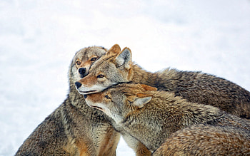 Animals, Wolfs, Winter, Snow, Flock, Care, Coyote HD wallpaper