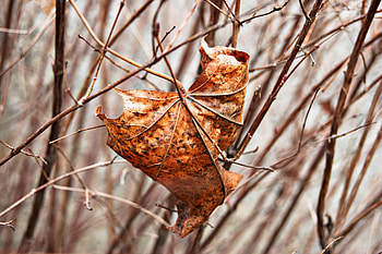 Nature, Branches, Sheet, Leaf, Dry, Maple HD wallpaper