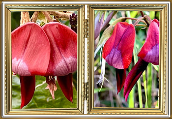 FLOWER COLLAGE, FLOWER, NATURE, COLLAGE HD wallpaper