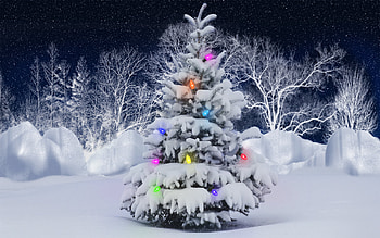 Holidays, New Year, Snow, Fir-Trees, Christmas, Xmas HD wallpaper