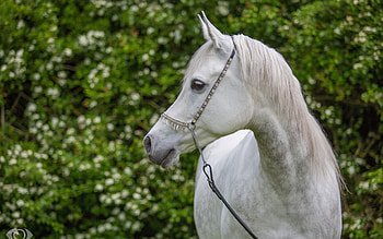 Horse, animal, white, green, cal HD wallpaper