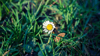 Flowers, Grass, Camomile, Flower, Chamomile HD wallpaper