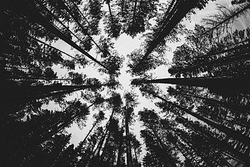 Nature, Trees, Pine, Forest, Bw, Chb HD wallpaper
