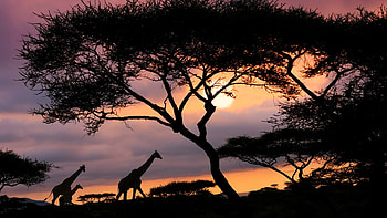 African Safari, Sunset, Tanzania, Windows 10 HD wallpaper