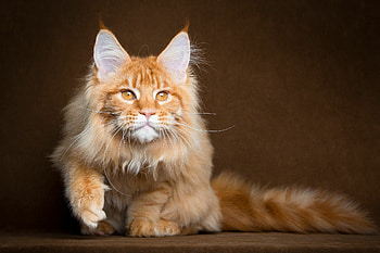 Irresistible cuteness, Playful kitten, Captivating gaze, Domestic charm HD wallpaper