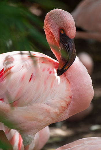 Elegant close-up of a pink flamingo with detailed feathers, showcasing its vibrant plumage in a natural environment. HD phone wallpaper