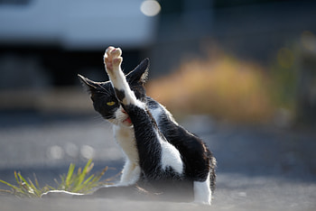 Animals, Cat, Cool, Wash Up, Wash, Paw HD wallpaper