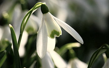 Macro, Spring, Snowdrop HD wallpaper