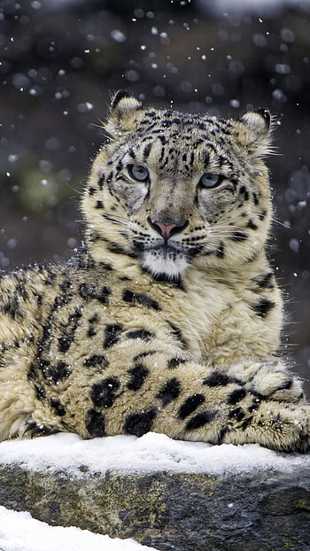 for s, Mobiles page HD phone wallpaper