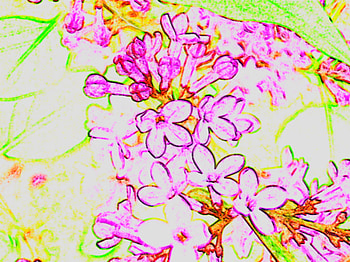 lilacs, pastel, purple, sketch, lavender, green, lilac HD wallpaper