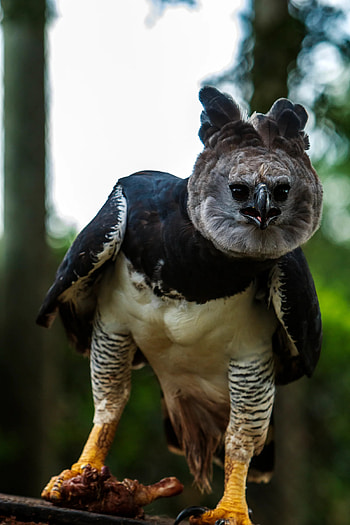 Harpy Eagle, Human-like size, Fierce hunter, Tropical guardian HD phone wallpaper