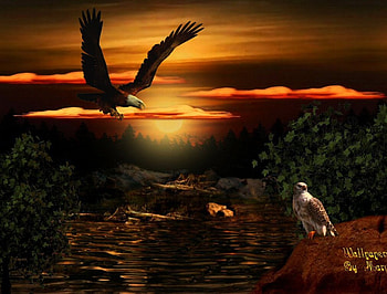 Sunset Dreaming, lakes, birds, hawks, sunsets, forests, eagles HD wallpaper