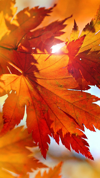 Sunlight, Maple Leaves HD phone wallpaper
