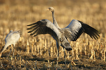 Animals, Bird, Wings, Crane HD wallpaper