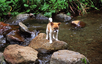 Oops! I've lost my way !!!, cute, puppy, brook, stones HD wallpaper