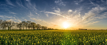 Oilseed rape, farm, sunny day, sky HD wallpaper