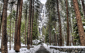 Nature, Trees, Snow, Rocks, Waterfall, Forest HD wallpaper