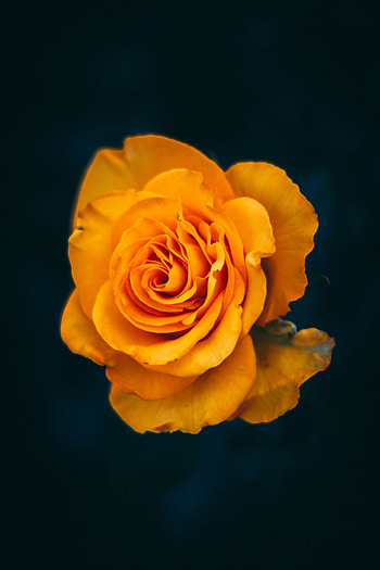 Flowers, Flower, Macro, Rose Flower, Rose, Close-Up, Bloom, Flowering HD phone wallpaper