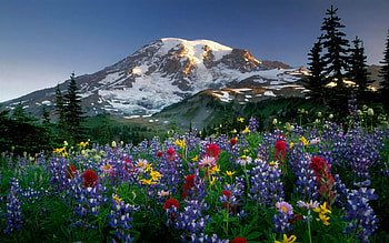 Nature, Flowers, Trees, Mountains, Snow, Polyana, Glade, Lupins HD wallpaper