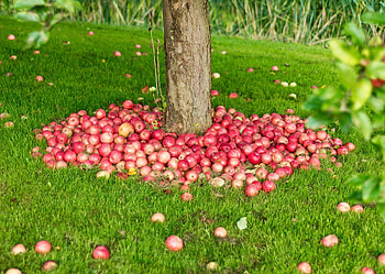 Apple Tree, Successfully grow apple tree, Field guide, Planting care HD wallpaper