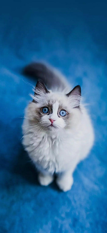 Ragdoll cat, Playful moments, Adorable kittens, Charming innocence HD phone wallpaper