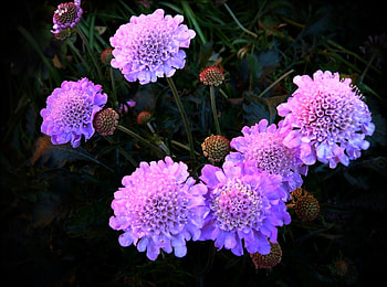 Flowers, Night, Violet, Flower Bed, Flowerbed HD wallpaper