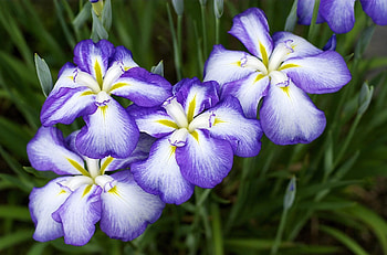 Flowers, Flower Bed, Flowerbed, Irises, Bicolor, Two-Colored HD wallpaper