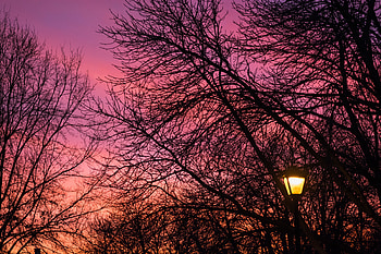Trees, Sunset, Twilight, Dark, Dusk, Lamp, Lantern HD wallpaper