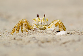 Beach crab , Coastal charm, Seaside vibes, Nature's beauty HD wallpaper