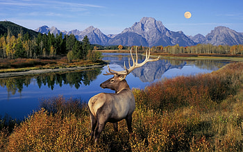 Landscape, Animals, Nature, Deers HD wallpaper