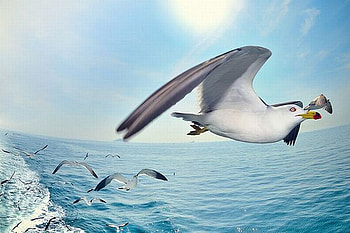Flying Birds, flying, beautiful, birds HD wallpaper