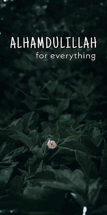 says dark green, petal, organism HD phone wallpaper