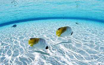 Animals, Landscape, Sea, Fishes HD wallpaper
