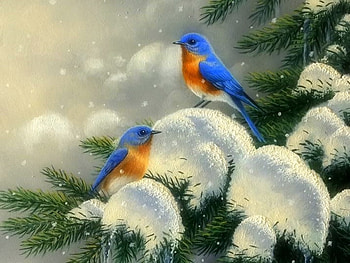 blue birds, winter, blue, bird, animals HD wallpaper