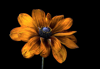 Flower, Yellow Flower, Flowers HD wallpaper