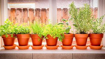 Garden guide, Herb cultivation, Plant care, Green thumb tips HD wallpaper
